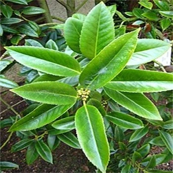 Source of Holly extract powder Source of Holly extract powder