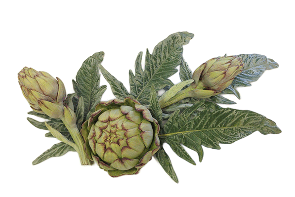 Cynara-scolymus-L-leaves Cynara-scolymus-L-leaves